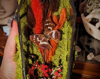 Mossy Glass Coffin Case with flowers and real Irredecent Butterfly