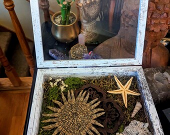 Starfish, coral and shell Shadow Box 8x10