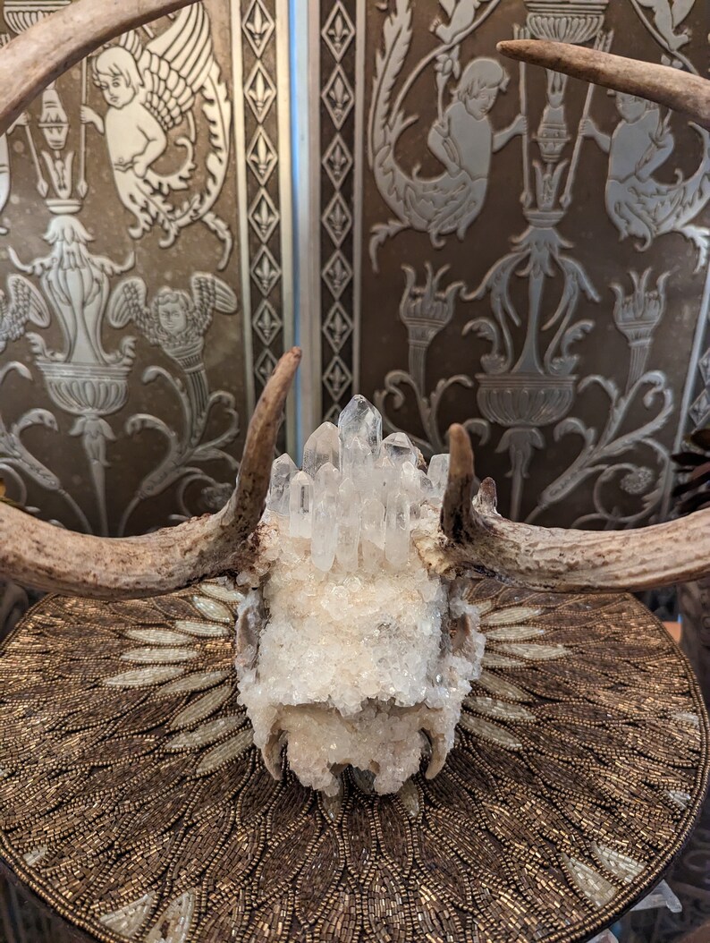 Real Borax Crystalized Deer Skull With Smokey and Clear Quartz and Mica