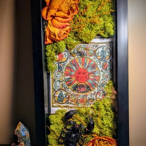 May include: A framed shadow box with a black scorpion, dried orange roses, and green moss. The center of the box features a vintage print of a sun with a face and a circle of zodiac symbols.