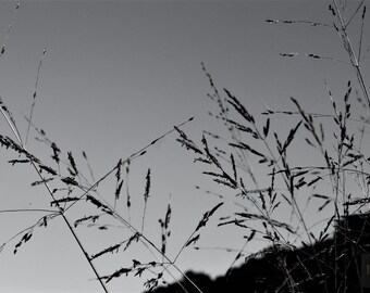 Dans les herbes hautes