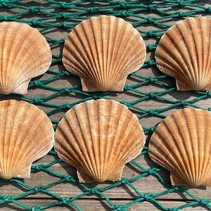 May include: A set of six natural scallop shells arranged in two rows of three. Each shell features a fan-shaped design with distinct radial ridges and a light tan to golden brown colour. The shells are positioned on a dark green fishing net.