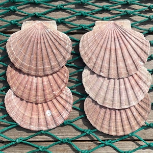 May include: Six natural scallop shells arranged in two vertical columns of three. Each shell features a fan-shaped design with prominent radial ridges and a light brown, tan, and pinkish coloration. The shells have a textured, ribbed surface.