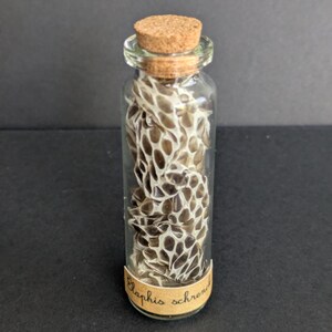Pode incluir: Um frasco de vidro transparente com rolha de cortiça contendo um pedaço enrolado de pele de cobra mudada. Um rótulo de papel bege está enrolado na base da garrafa com o texto Elaphis schrencki escrito em letra cursiva preta no rótulo.