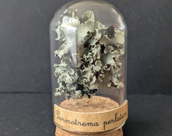 Fiole de collection cabinet de curiosités - Spécimen naturaliste lichen, flacon en verre et étiquette effet ancien, idée cadeau