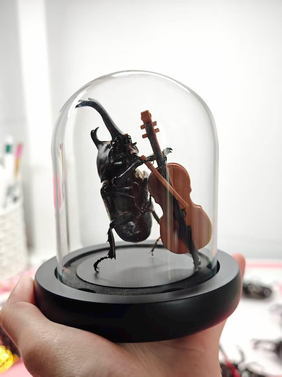 Handmade Real Rhinoceros Beetle Violinist Diorama, Glass Dome Oddity Display, Gothic Curio Cabinet Taxidermy, Weird Uniq