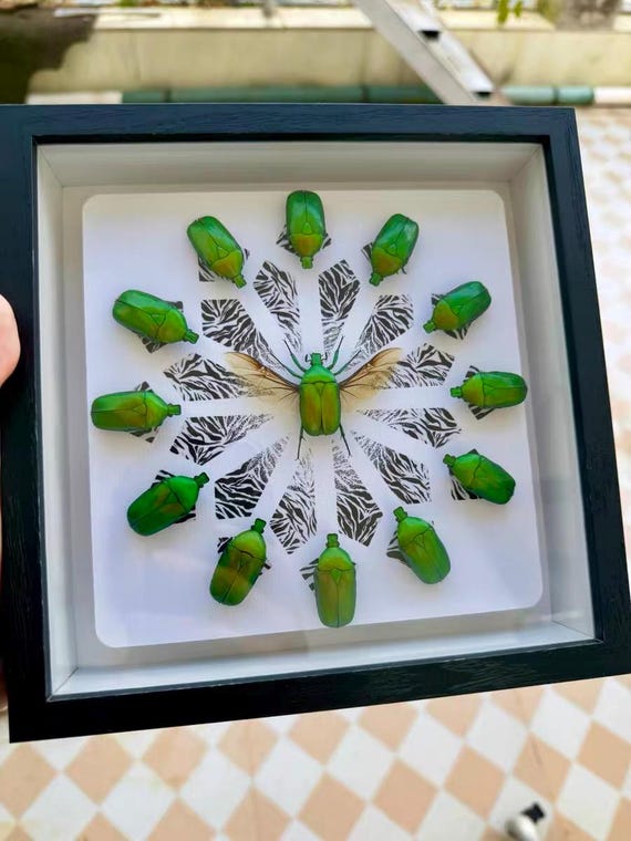 Real Green Chafer Beetle Mandala Shadow Box, Rhomborrhina Mellyi Insect Specimen Art, Handmade Home Accent, Oddity Curio