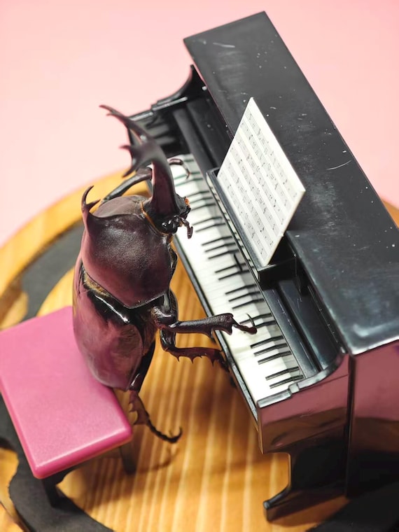 Beetle Playing Piano Diorama, Unique Insect Specimen Art, Handmade Miniature Curiosity Decor, Oddity Home Accent, One of