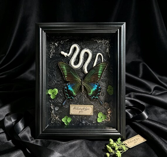 Handmade Gothic Shadow Frame｜Papilio Maackii Peacock Swallowtail & Serpent Bone Specimen Art, Dark Wall Decor, Oddity Cu
