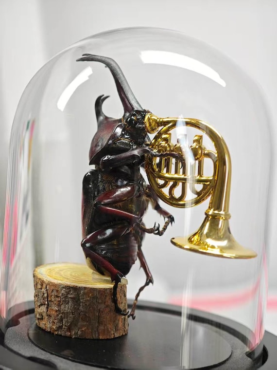Handmade Real Rhinoceros Beetle Musician Diorama, Glass Dome Oddity Display, Gothic Curio Cabinet Taxidermy, Weird Uniqu