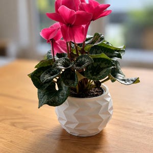 Könnte beinhalten: Eine leuchtende Alpenveilchen-Pflanze mit kräftig pinken Blüten und dunkelgrünen, herzförmigen Blättern mit silberner Musterung. Die Pflanze steht in einem weißen, kugelförmigen Topf mit geometrischer, facettierter Oberfläche und matter Optik.