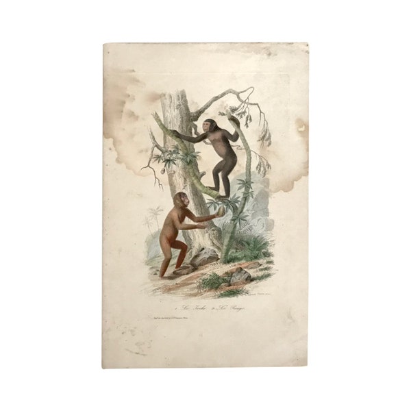c. 1830-1850 Buffon's "Histoire Naturelle" Gravure: Le Tocko and Le Pango