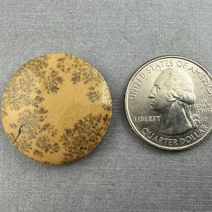 May include: A round, tan-colored stone with dark brown, tree-like patterns. A U.S. quarter is next to the stone for size comparison. The stone has a natural, organic appearance and is set against a gray background.