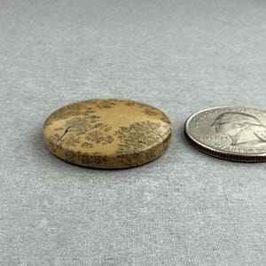 May include: A round, tan stone with a unique pattern of brown markings, next to a U.S. quarter coin. The stone is approximately 1 inch in diameter. The quarter coin is included for size comparison.