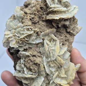 Può includere: Un grappolo di cristalli di gesso traslucidi, bianchi e a forma di piastra, incastonati in una matrice terrosa e marrone. Il campione minerale presenta numerose formazioni cristalline sottili e piatte disposte in motivi radianti.