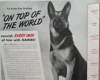 German Shepherd ad Gaines Watchdog Dog Food Ad German Shephard lovers  BW Photo On Top Hill "Top of The World' 13x10 Ready for Framing