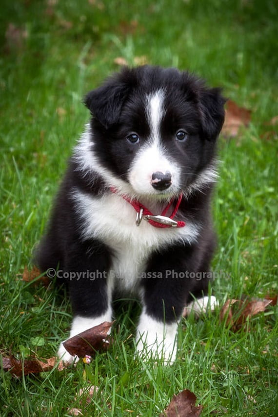 all black border collie puppy