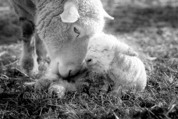 Sheep Photography Farm Animal Photography Nursery Wall Etsy