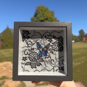 May include: A square black shadow box frame containing a preserved butterfly with iridescent blue and black wings. The butterfly is mounted against a white background overlaid with a detailed black floral lace fabric pattern.