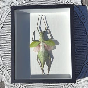 Female Malayan Jungle Nymph (Stick Insect) Specimen framed
