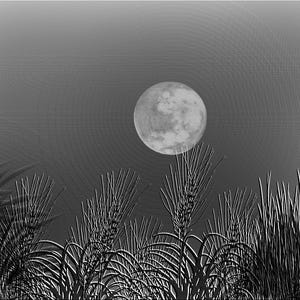 May include: A greyscale digital illustration featuring a full moon centred in the upper portion of the frame, positioned above a dense field of tall, textured stalks of wheat or grass that fill the lower half of the composition.