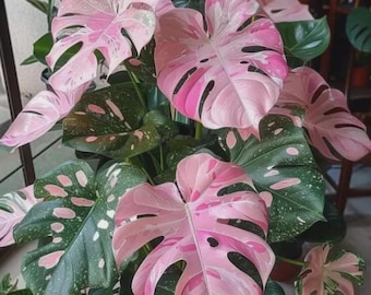 Pink Variegated Monstera Live Plant, Rare Tropical Aroid Potted Houseplant