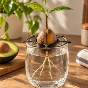 Support pour noyau d’avocat, Germination dans un verre, Porte-noyau avocat, Support plante, Décoration végétale, Cadeau original