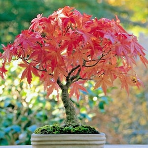 Op de afbeelding: Een Japanse esdoorn bonsai met levendige rode, handvormige bladeren en een getextureerde, lichtbruine stam. De boom staat in een ondiepe, rechthoekige, lichtgekleurde keramische pot met een laag groen mos die het grondoppervlak bedekt.