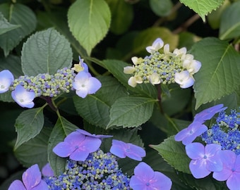 Puede incluir: Una hortensia lacecap con racimos de pequeñas flores fértiles de color azul vibrante y violeta rodeadas por floretes estériles más grandes de cuatro pétalos en tonos azul claro y blanco, sobre un fondo de hojas verdes dentadas.