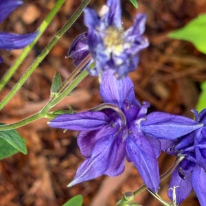 Op de afbeelding: Levendige paarse akelei-bloemen met complexe, meerlaagse bloemblaadjes en lange, slanke sporen. De bloesems zitten aan dunne, groene, behaarde stengels met kleine, gelobde bladeren en vertonen een dieppaarse tint en delicate texturen.