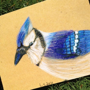 Hand illustrated eco-friendly native bird note cards Birds I image 4