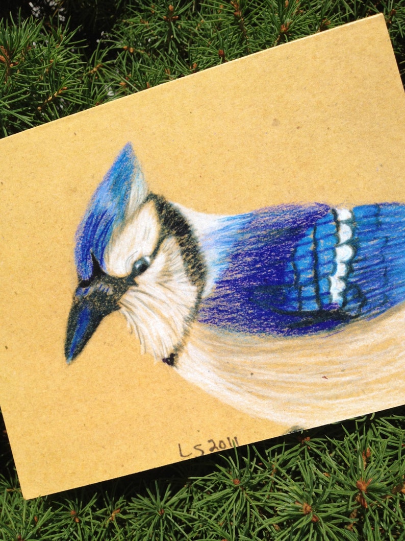 Hand illustrated eco-friendly native bird note cards Birds I image 4