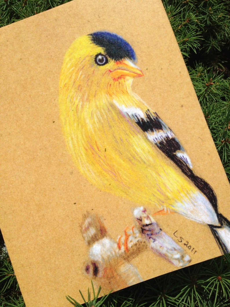 Hand illustrated eco-friendly native bird note cards Birds I image 2