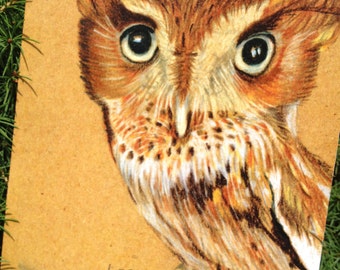 Screech Owl Blank Note Card