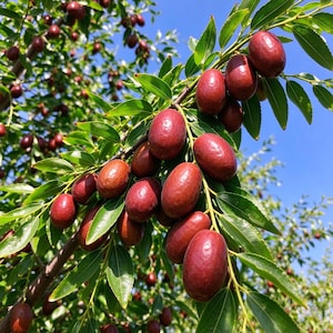 May include: A cluster of ripe, deep red jujube fruits hanging from a tree branch with vibrant green, oval-shaped leaves. The smooth, glossy skin of the oval fruits contrasts with the bright blue sky visible in the background.