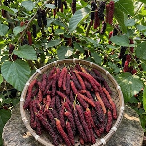 May include: A round woven basket filled with numerous elongated, dark red and black mulberries. The basket sits on a textured wooden surface, with a mulberry tree featuring green leaves and additional hanging berries visible in the background.