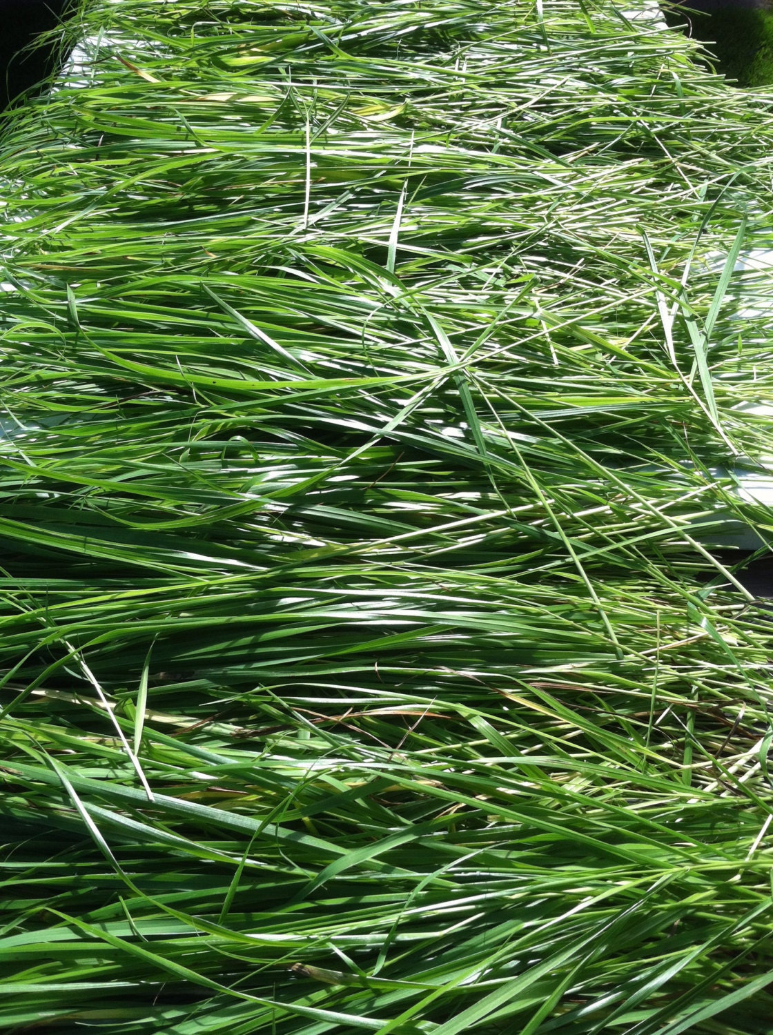 Dried Sweet Grass Home Grown Hand Harvested Braided Organic Etsy