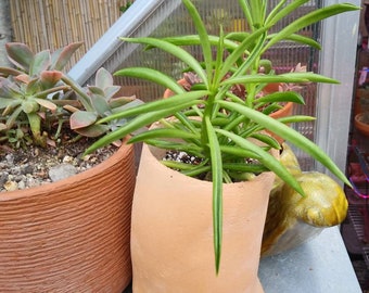 Natural Clay Tower Pot Unglazed Clay Succulent and Cactus Planter by Crackle Pots