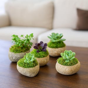 May include: Five small, rounded, beige stone planters, each filled with vibrant green moss. Four planters contain light green succulent plants, while one central planter features a dark purple succulent. The plants are arranged in a cluster.