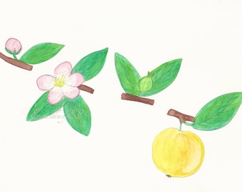 Apple tree bud, blossom, yellow delicious apple, watercolor painting, Fine art print, Instant Download, JPG