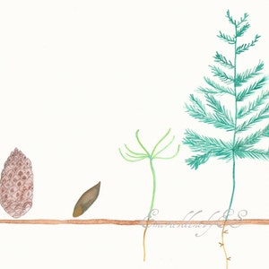 May include: A watercolor illustration showing the life cycle of a conifer tree. The illustration shows a brown pine cone, a seed, a small seedling, and a mature tree with green needles.