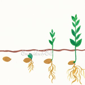 Samen werden zu einer Pflanze, Aquarellmalerei, Gartenkunst, Kunstdruck, JPG Sofortdownload
