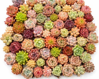 Paquete de 100 mini suculentas vivas, plantas surtidas de raíz desnuda, para cultivo en interiores y exteriores (de 2,5 a 3,8 cm).