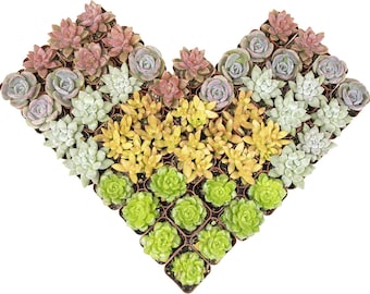 50 piante succulente vive, 5 varietà, vasi da 5 cm, colori assortiti (confezione multipla)