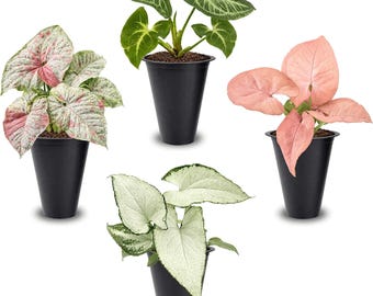 Lot de 4 plants de syngonium en démarrage, collection Arrowhead Vine (Batik, Holly M, Milk Confetti, Neon Robusta)