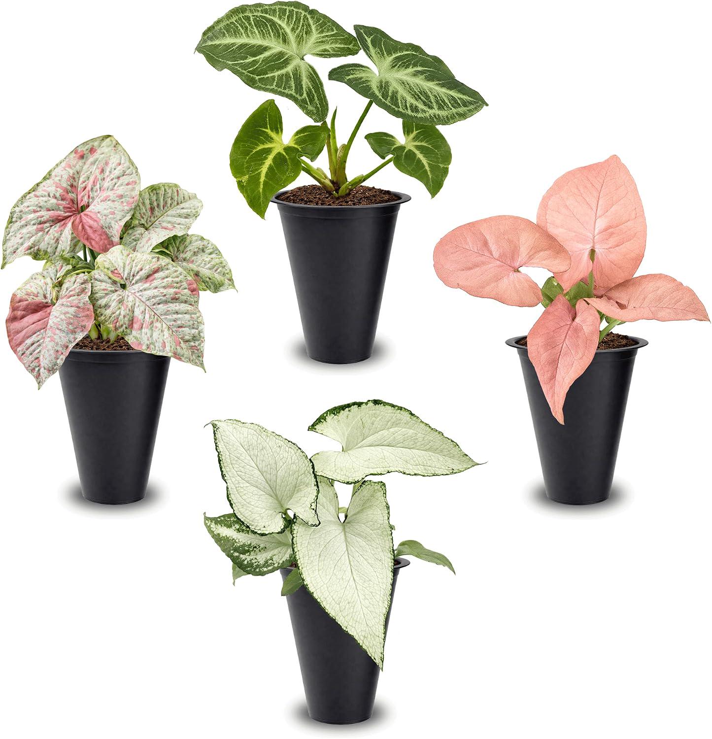 植物 - Etsy 日本