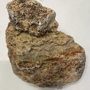 Könnte beinhalten: Ein natürlicher, poröser Stein mit einer rauen, unebenen Oberflächenstruktur. Der Stein weist ein geschichtetes Aussehen mit erdigen Tönen in Beige, Hellbraun und Sandfarben auf, akzentuiert durch dunkelbraune und schwarze Sprenkelmuster.
