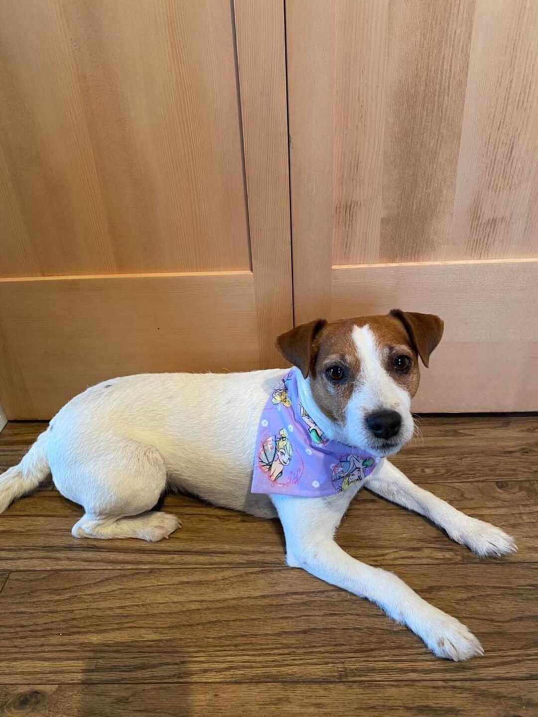 Disney Tinkerbell Over the Collar Dog Bandana Etsy