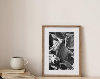 Botanische Schwarz-Weiß-Fotografie – Gekräuselte Blätter
