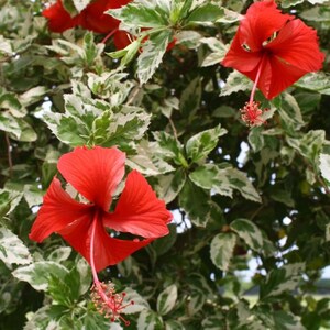 May include: A variegated hibiscus plant featuring vibrant red flowers with prominent central stamens and serrated leaves that display a distinct pattern of deep green centers surrounded by irregular creamy white margins throughout the foliage.